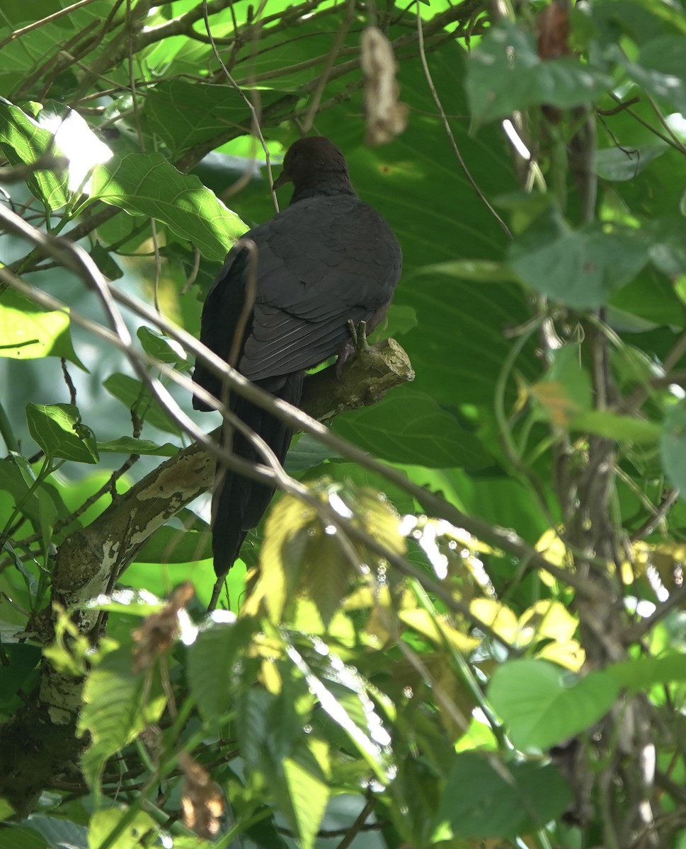 Philippine Cuckoo-Dove - ML617467395