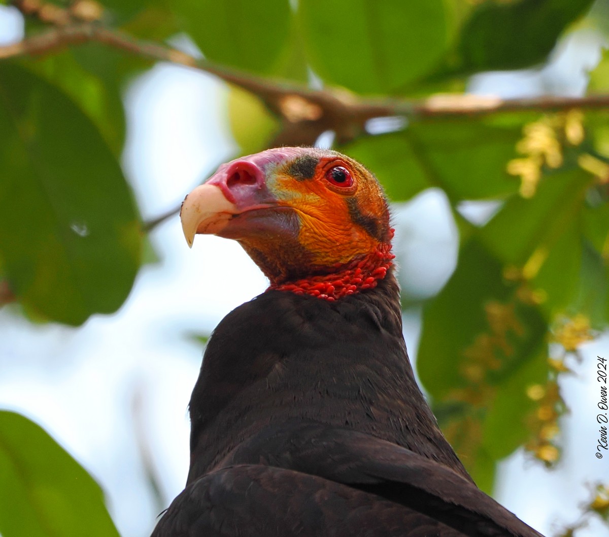 Lesser Yellow-headed Vulture - ML617467409