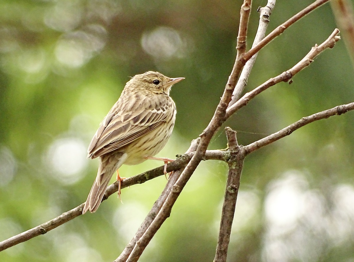 Tree Pipit - Александр Любимов