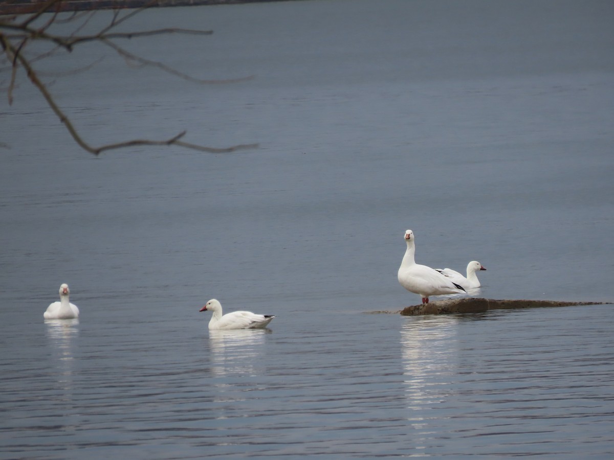 Snow Goose - Sylvie Huet