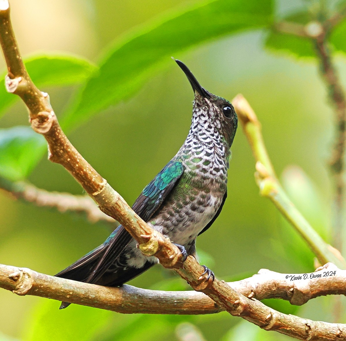 White-necked Jacobin - ML617467529