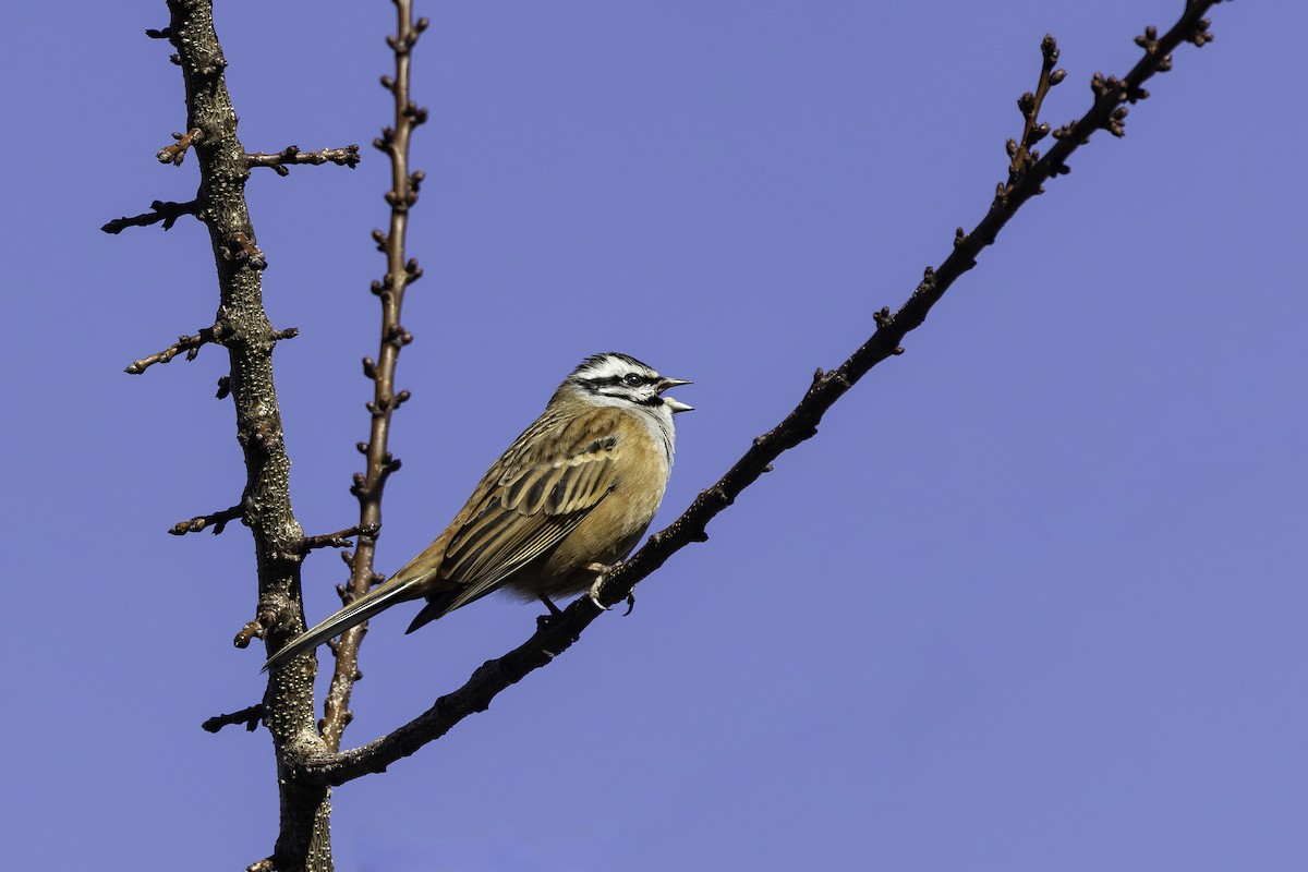 Rock Bunting - Ismail Shariff