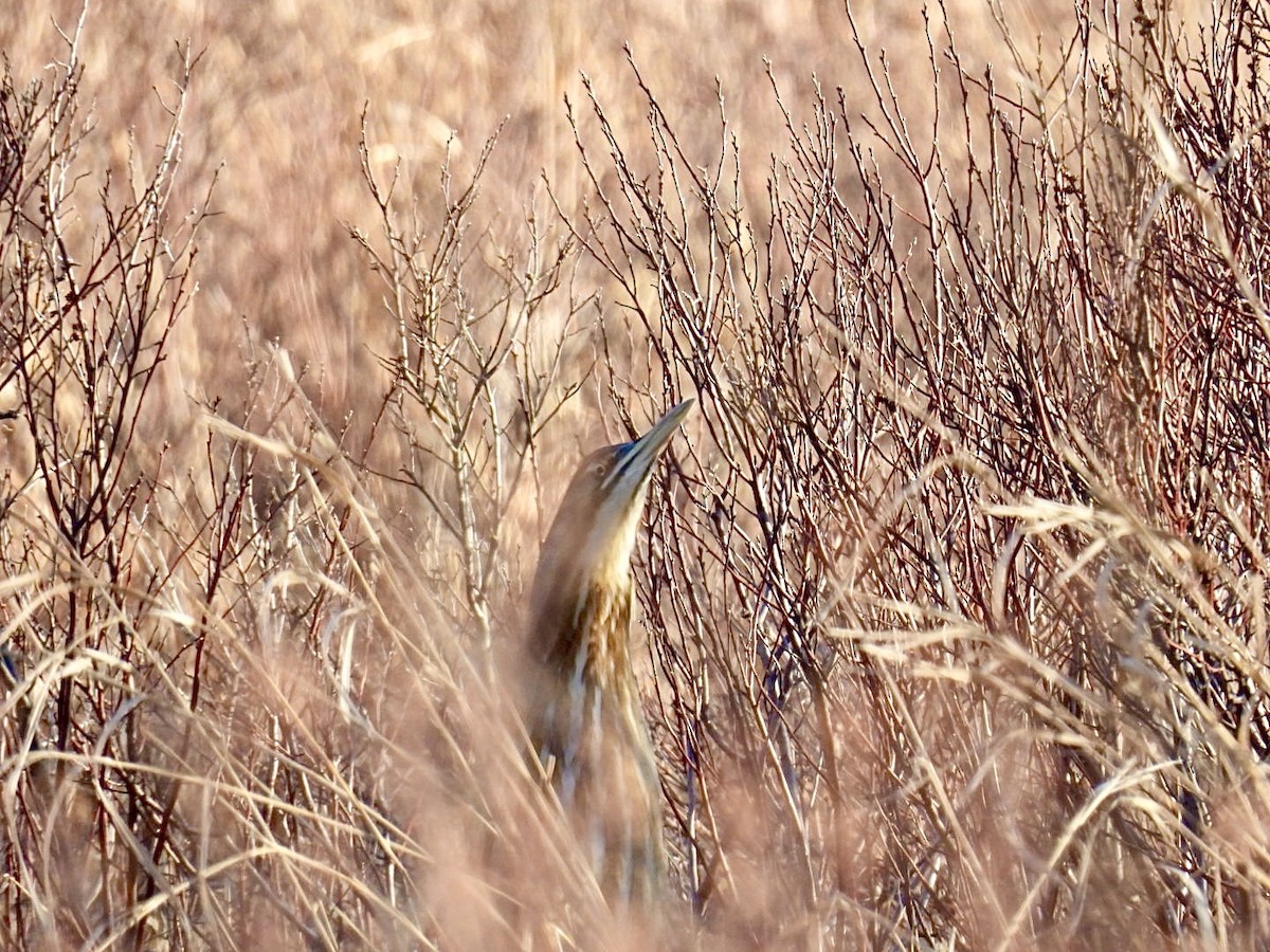 American Bittern - ML617467552