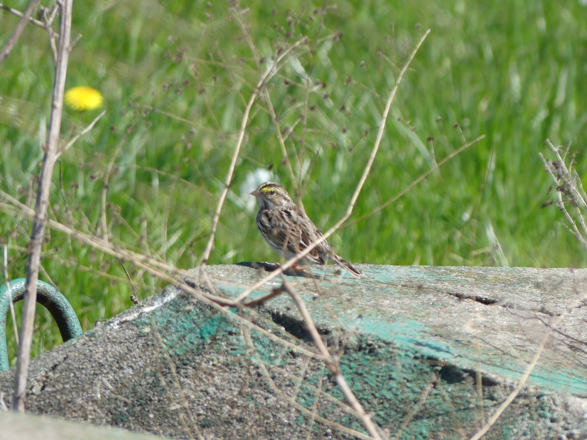 Savannah Sparrow - ML617467556