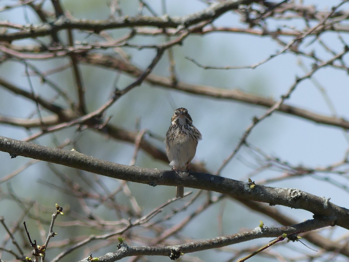 Vesper Sparrow - ML617467561