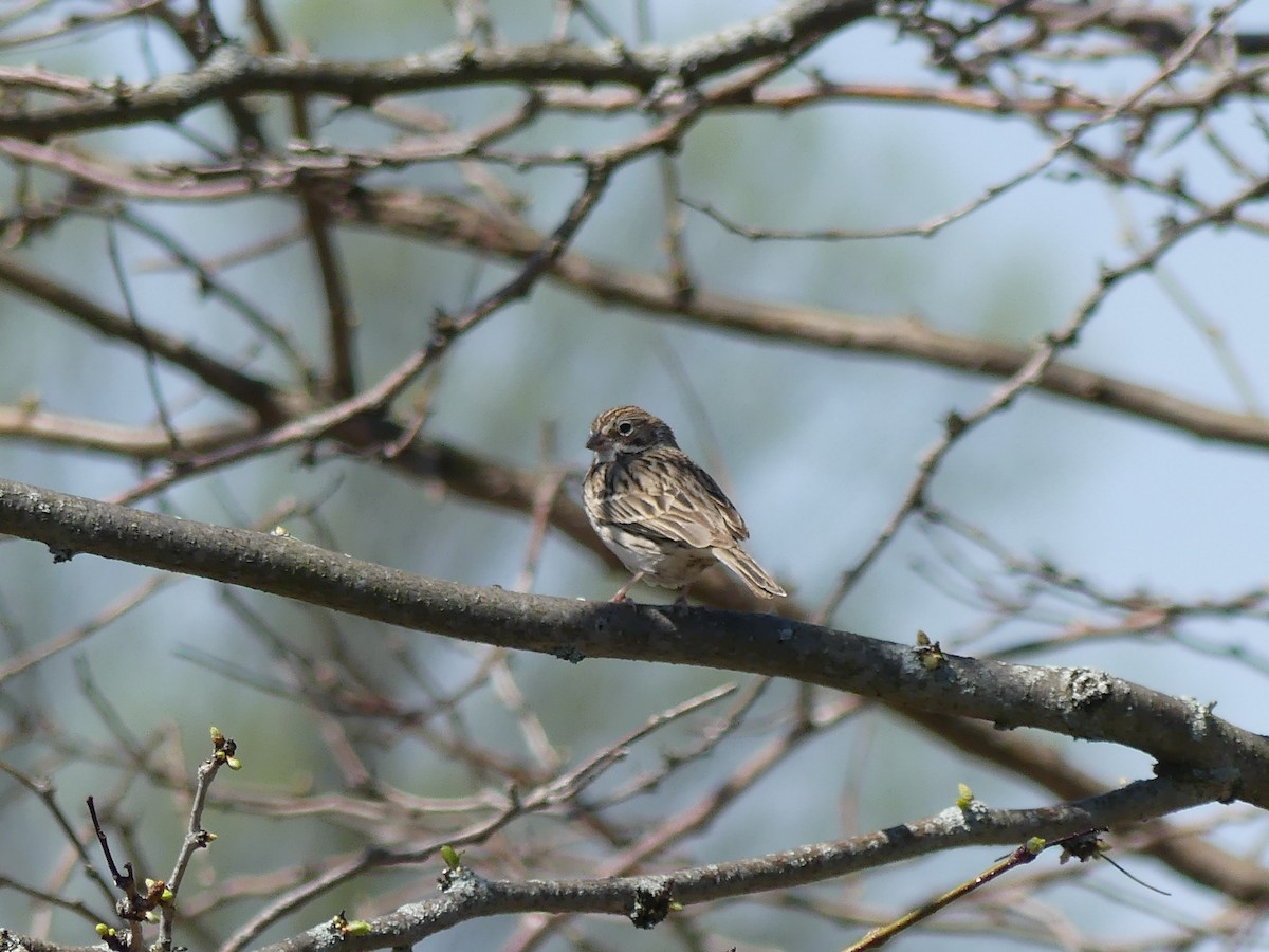 Vesper Sparrow - ML617467562