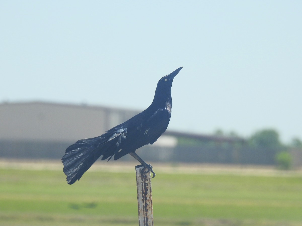 Great-tailed Grackle - ML617467564