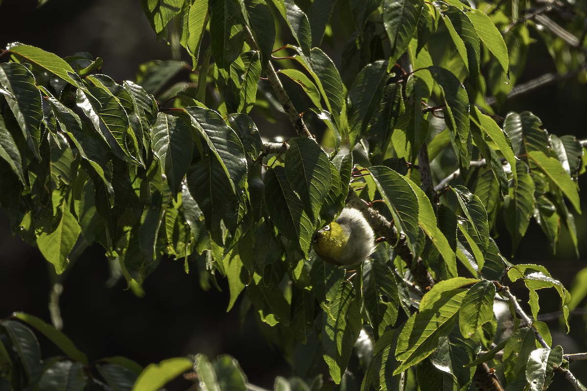 Indian White-eye - ML617467578