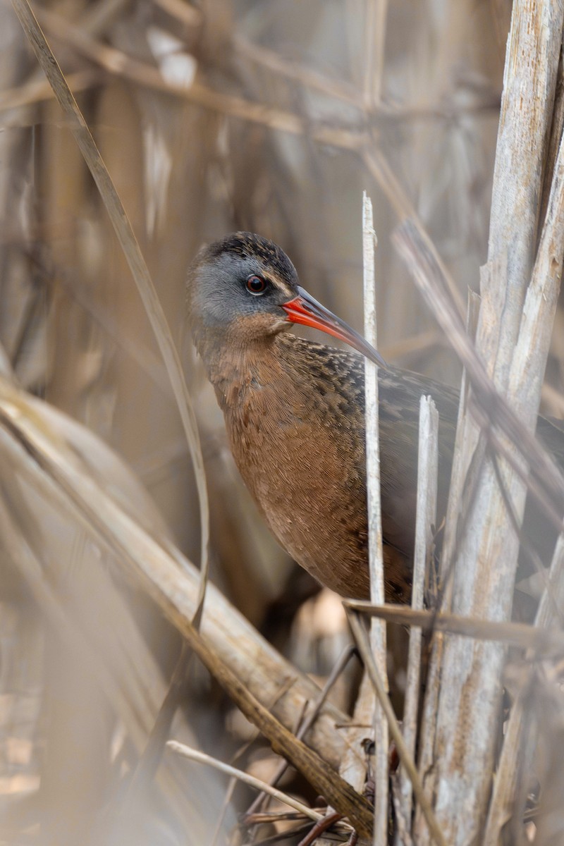 Virginia Rail - ML617467579