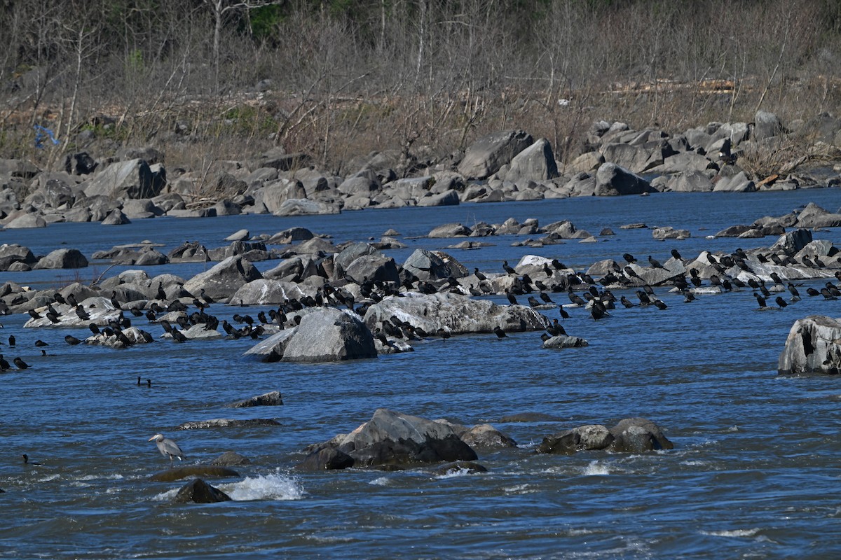 Double-crested Cormorant - Paul Nale