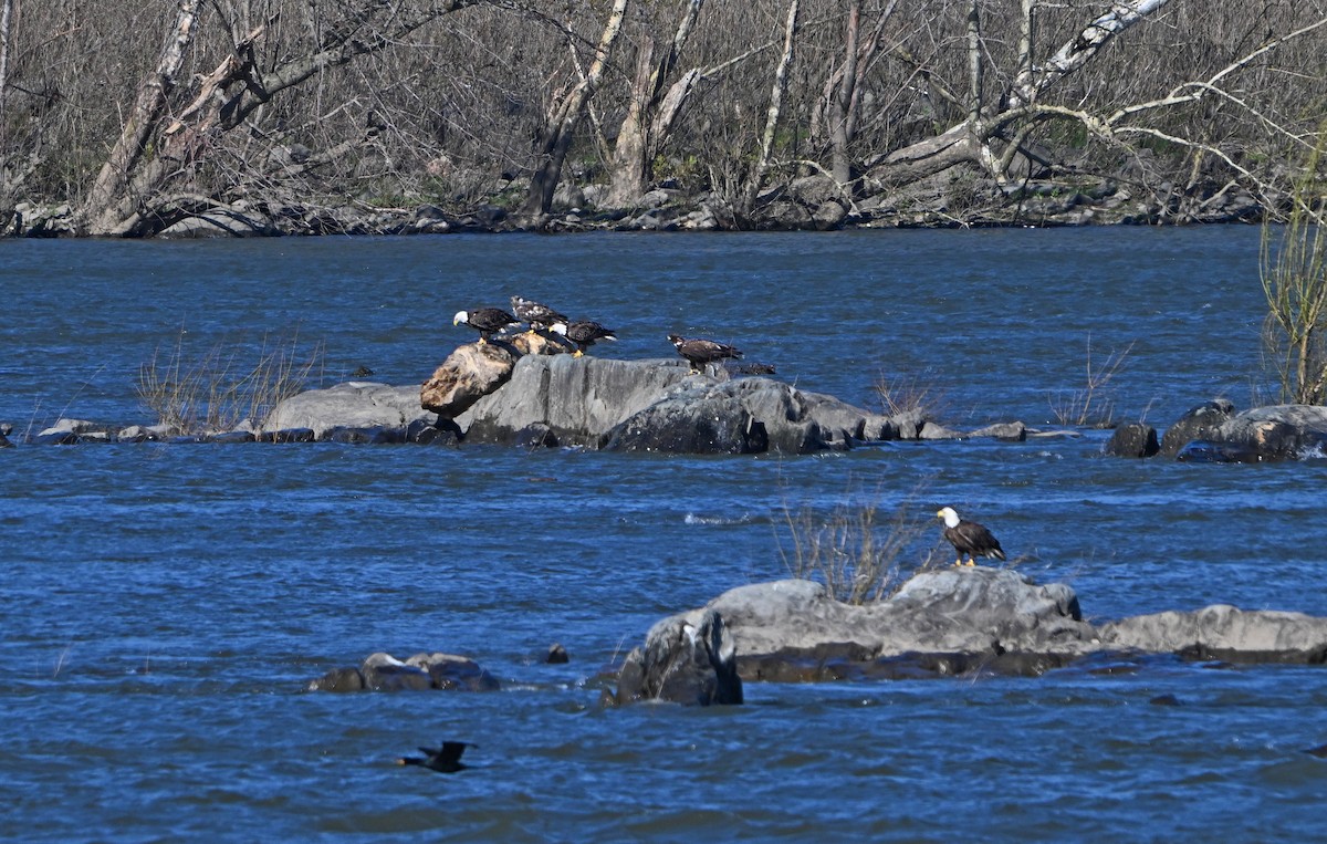 Bald Eagle - Paul Nale