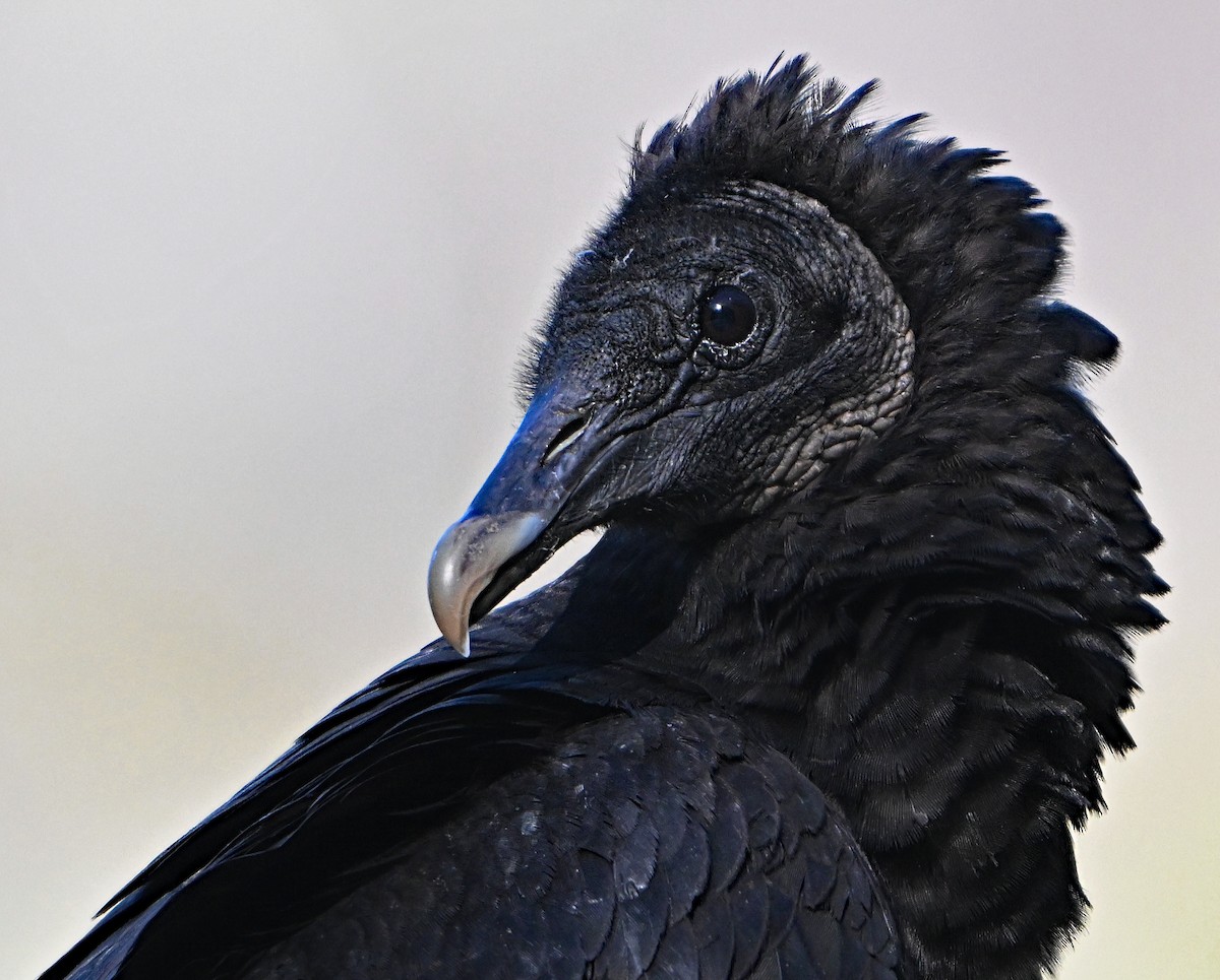 Black Vulture - Paul Nale