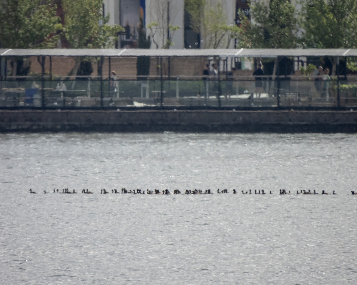 Eared Grebe - ML617467656