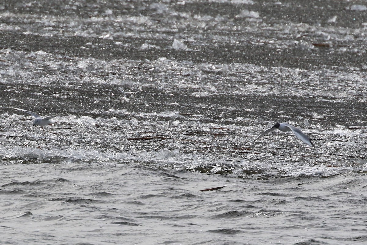 Bonaparte's Gull - ML617467667