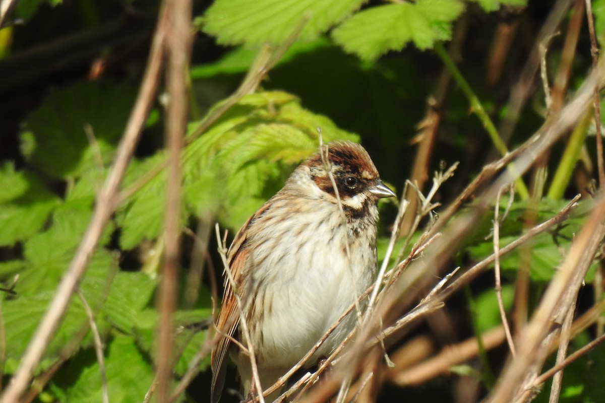 Reed Bunting - Peter Hines