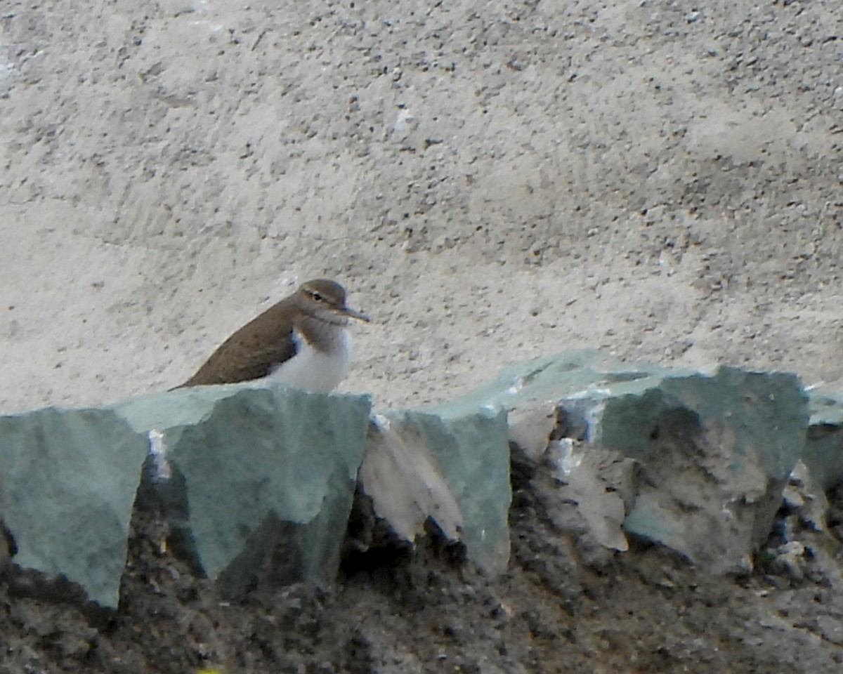 Common Sandpiper - ML617467681