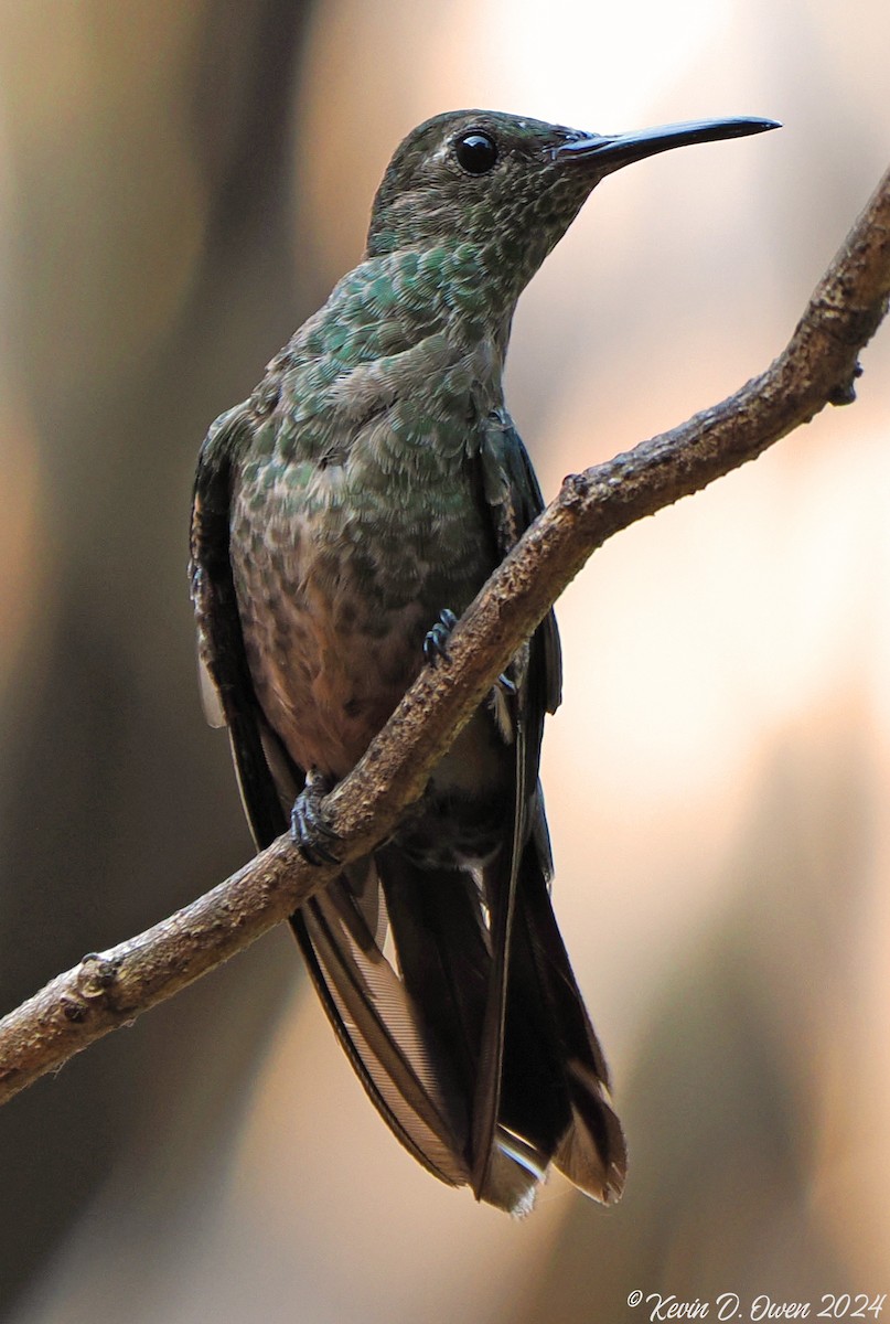 kolibřík skvrnitoprsý - ML617467698