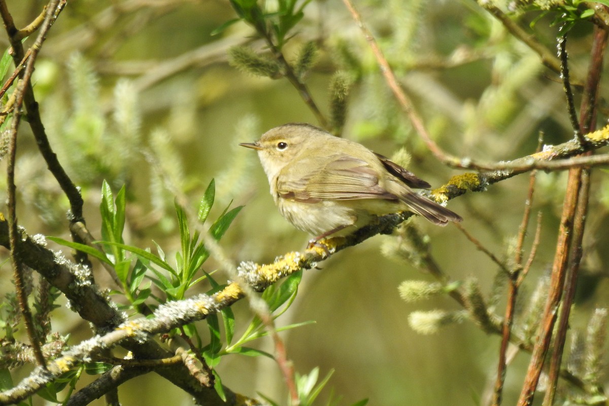 Common Chiffchaff - ML617467714