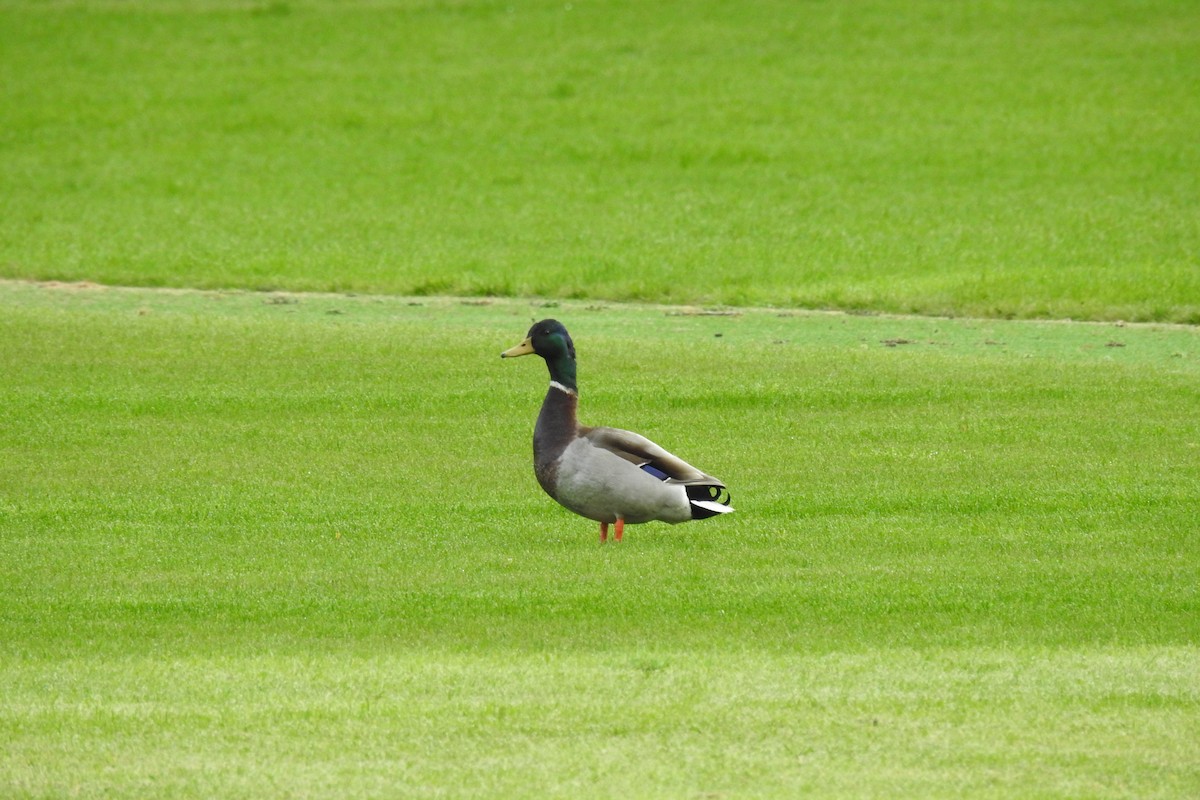 Canard colvert - ML617467736