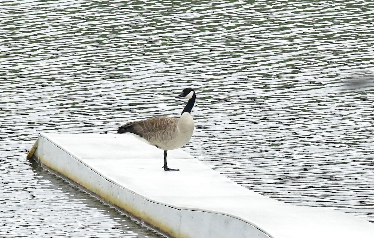 Canada Goose - ML617467755