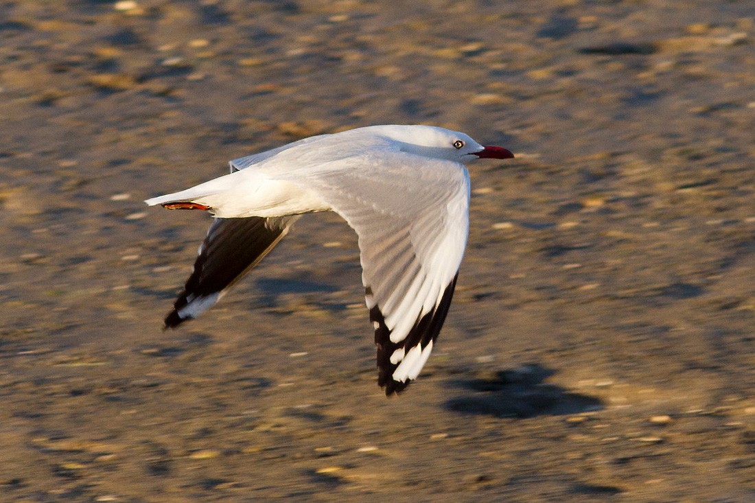 Silver Gull (Silver) - Dave Curtis