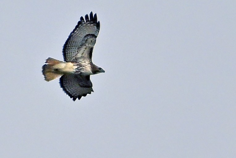 Red-tailed Hawk - ML617467822