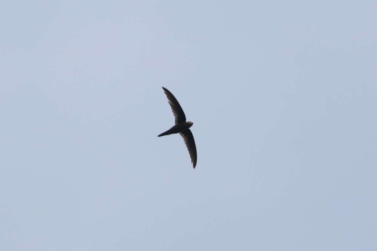 Asian Palm Swift - Ben Weil