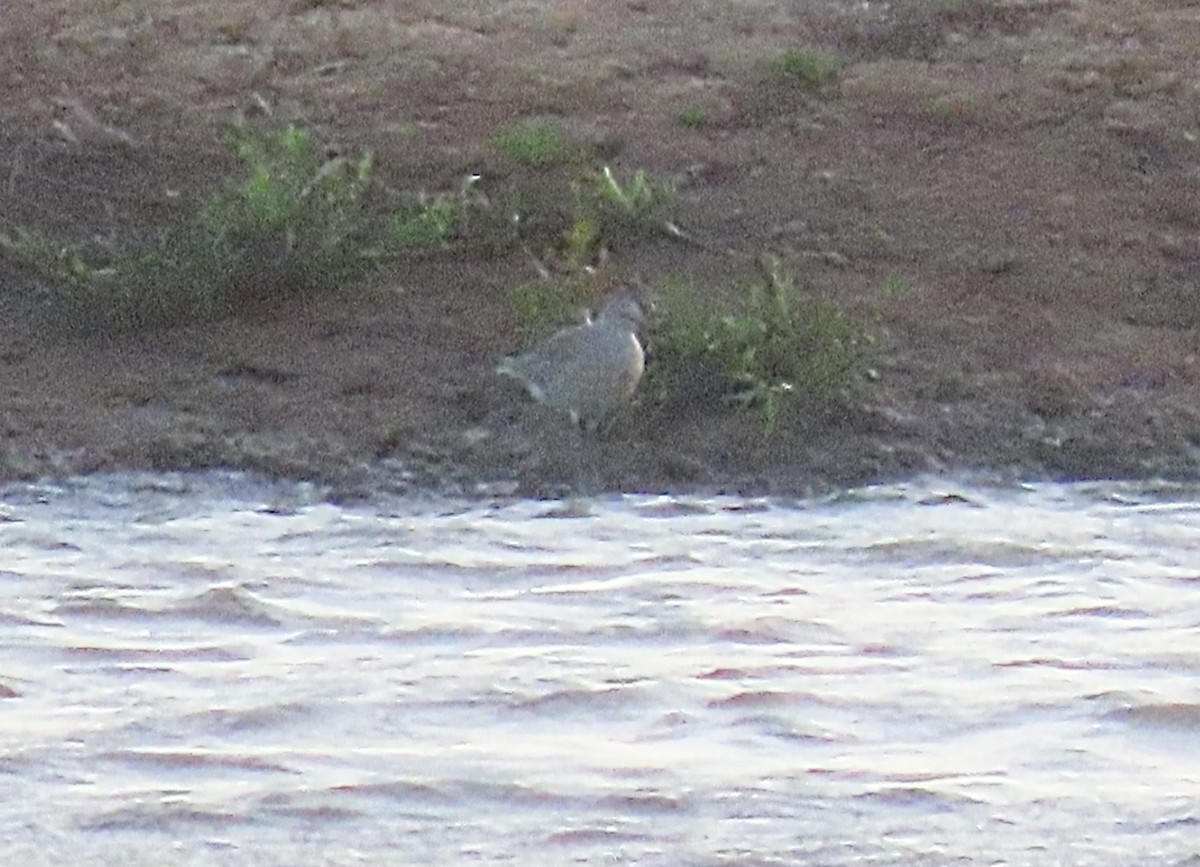 Willet (Western) - Scott Loss