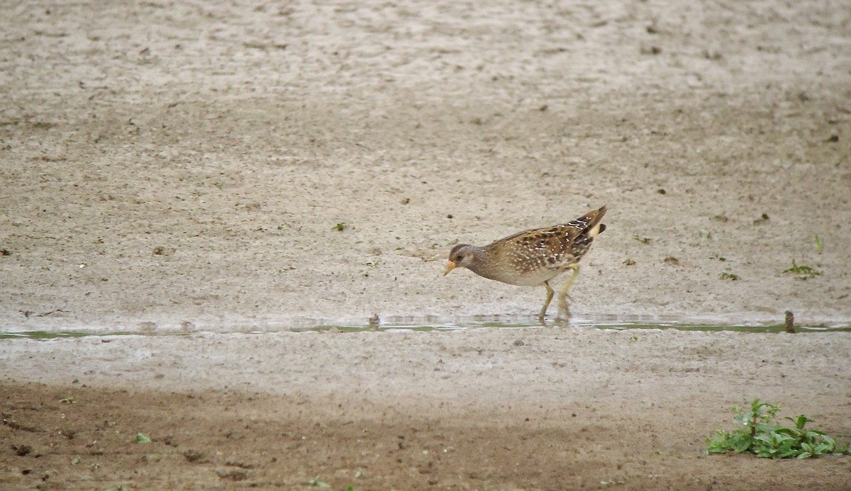 Spotted Crake - Rich Bayldon