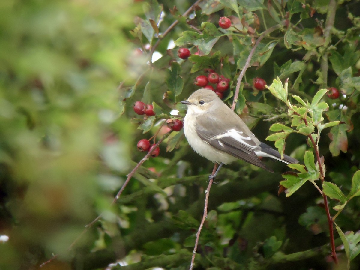 European Pied Flycatcher - ML617467919