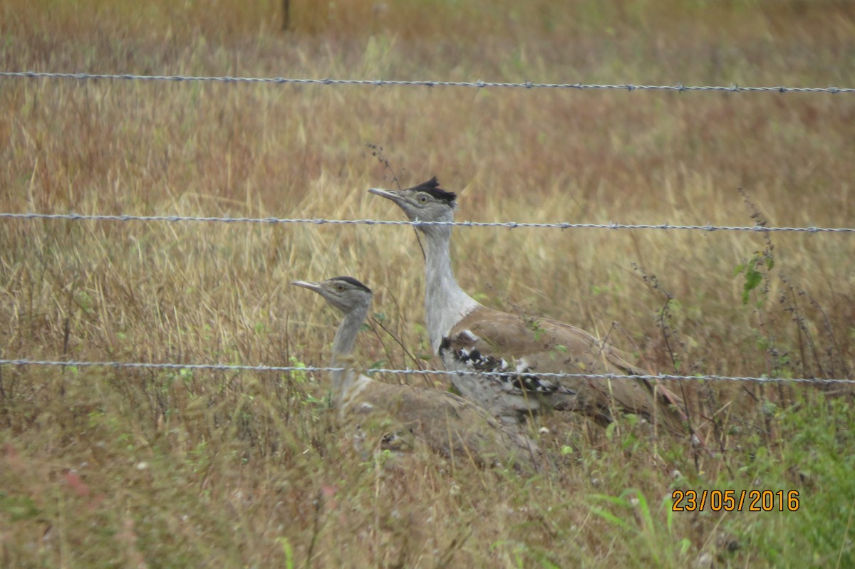 Australian Bustard - ML617467929