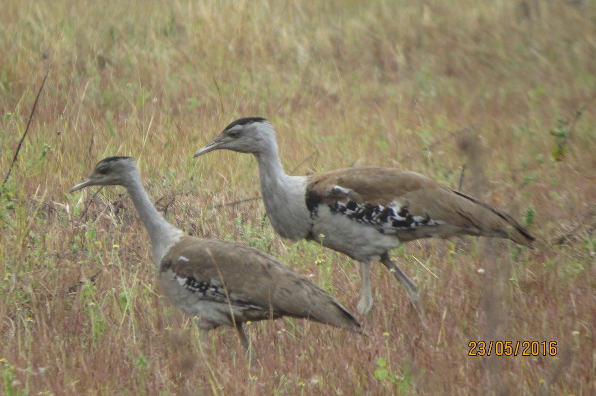 Australian Bustard - ML617467931