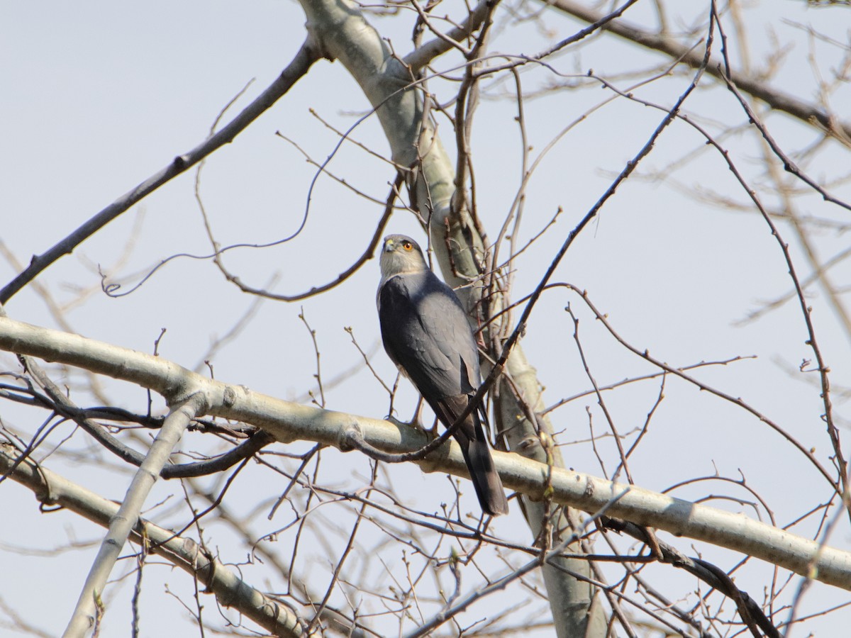 Sharp-shinned Hawk - ML617467941