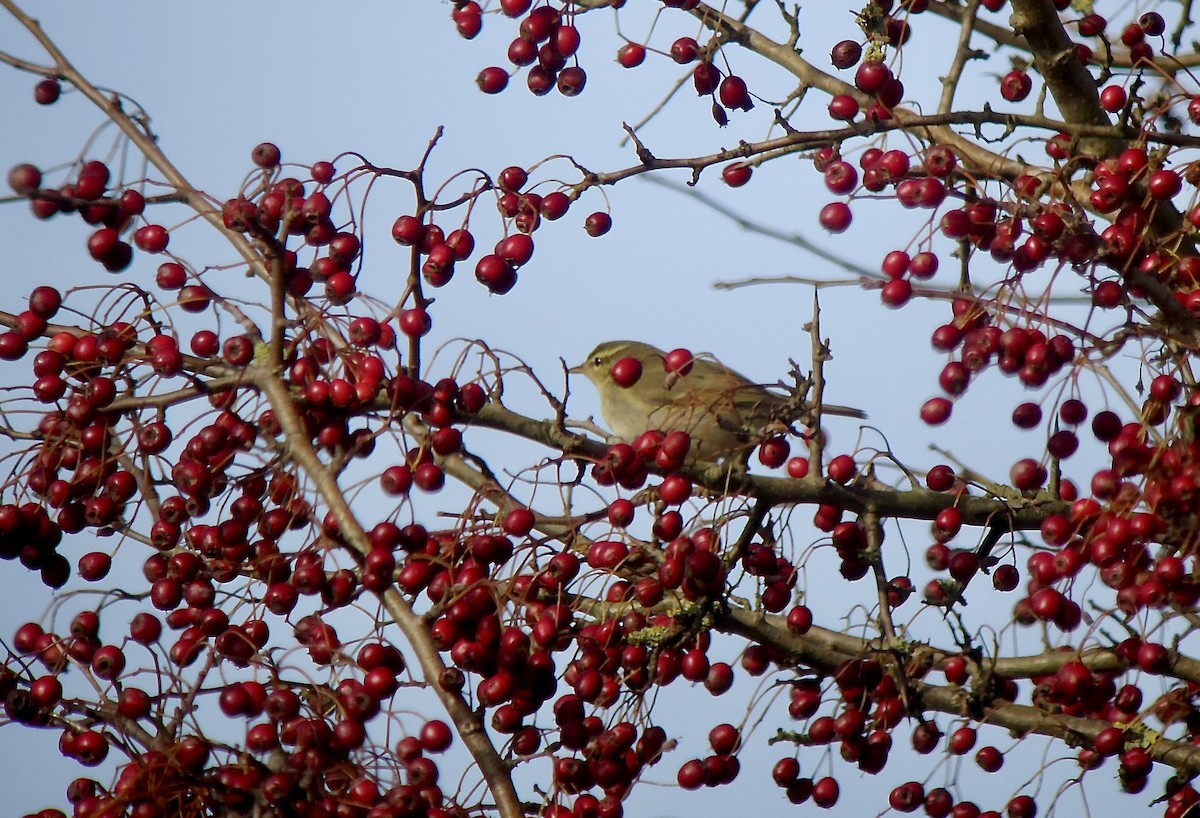 Arctic Warbler - ML617467954