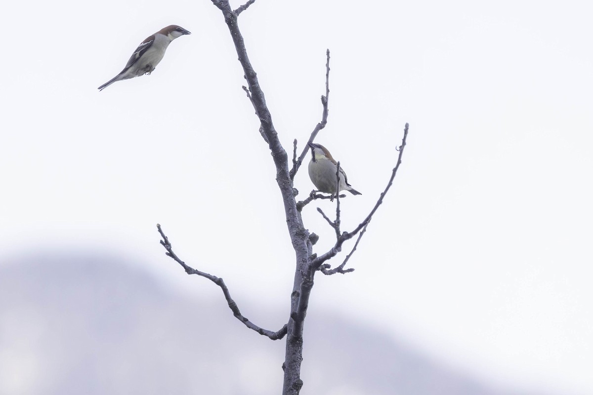 Russet Sparrow - Ismail Shariff