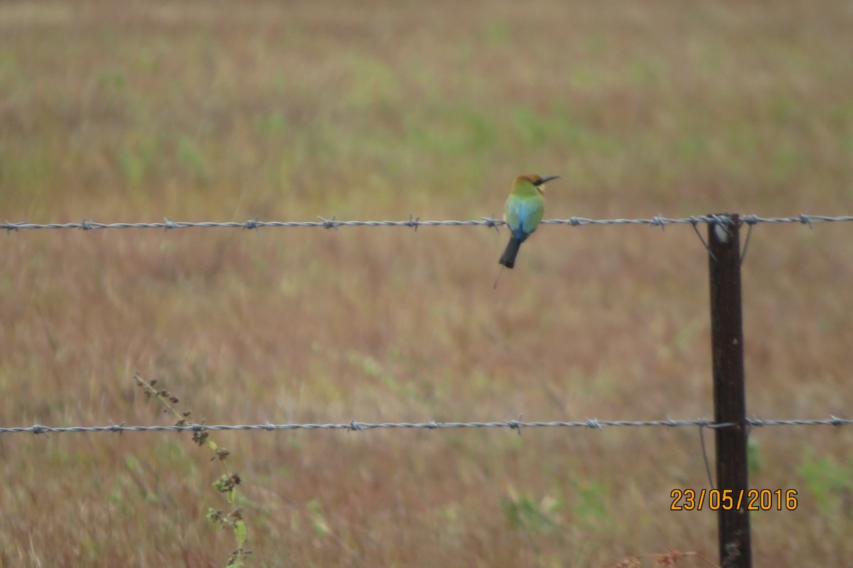 Rainbow Bee-eater - ML617467967