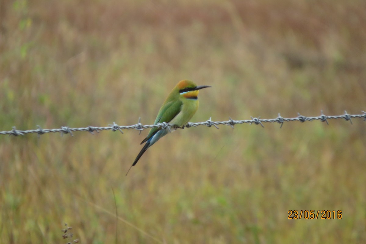 Rainbow Bee-eater - ML617467969