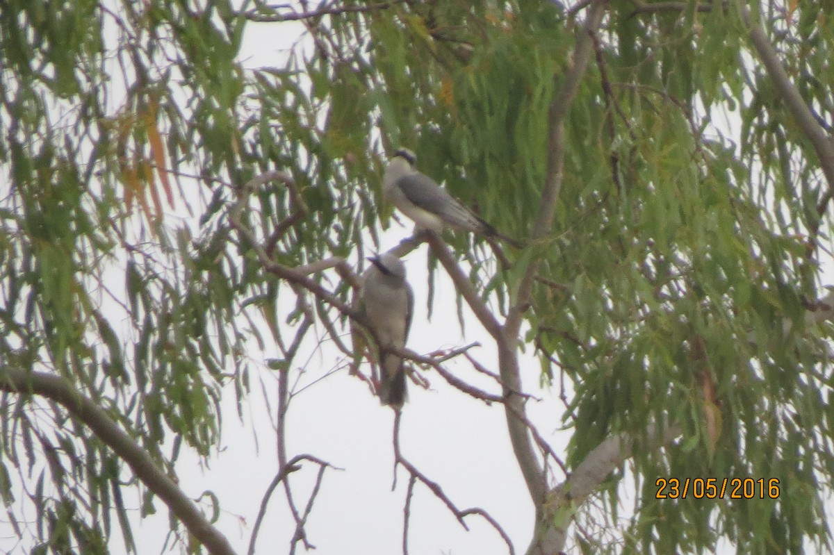 White-bellied Cuckooshrike - ML617468030