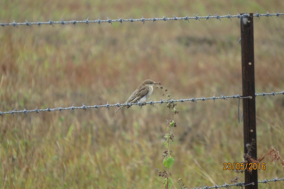 White-winged Triller - ML617468052