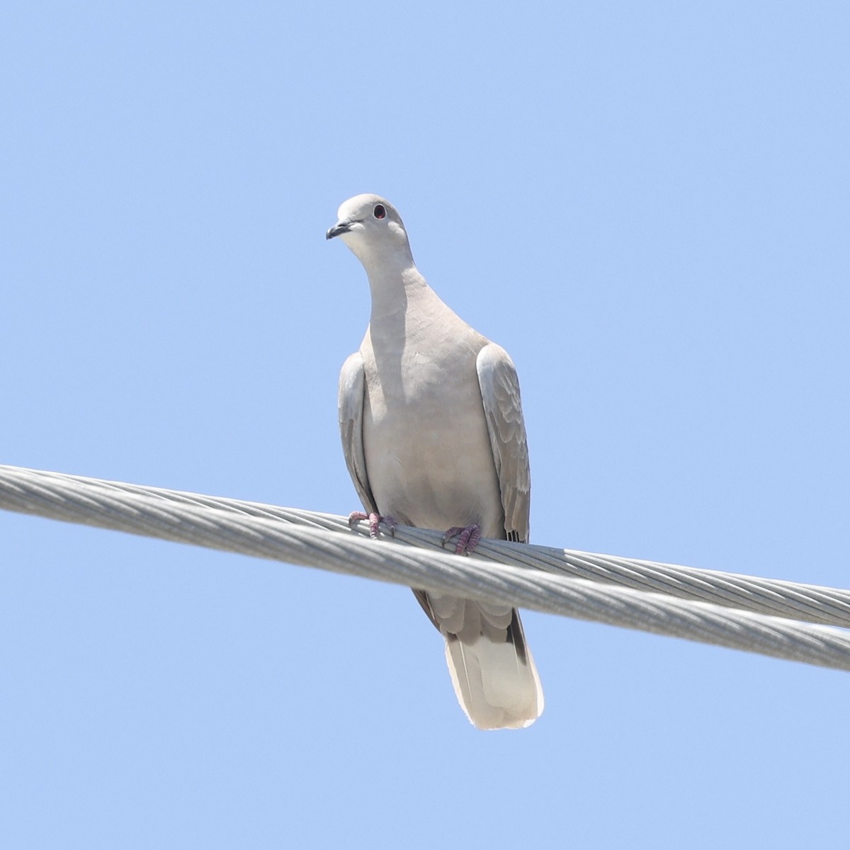 Eurasian Collared-Dove - ML617468066