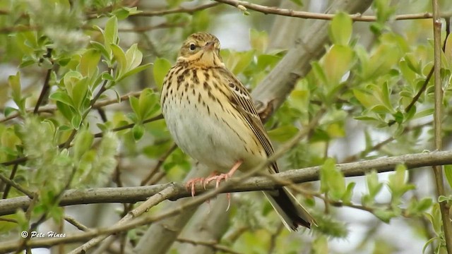 Tree Pipit - ML617468095