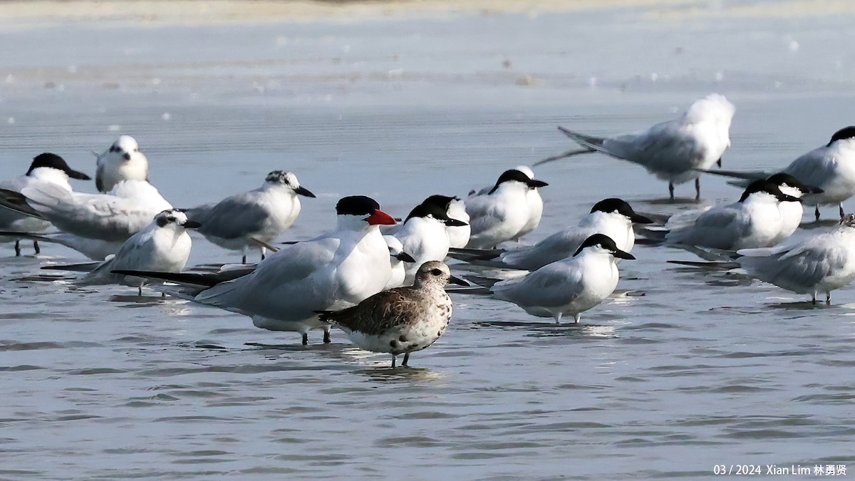 Black-bellied Plover - ML617468135