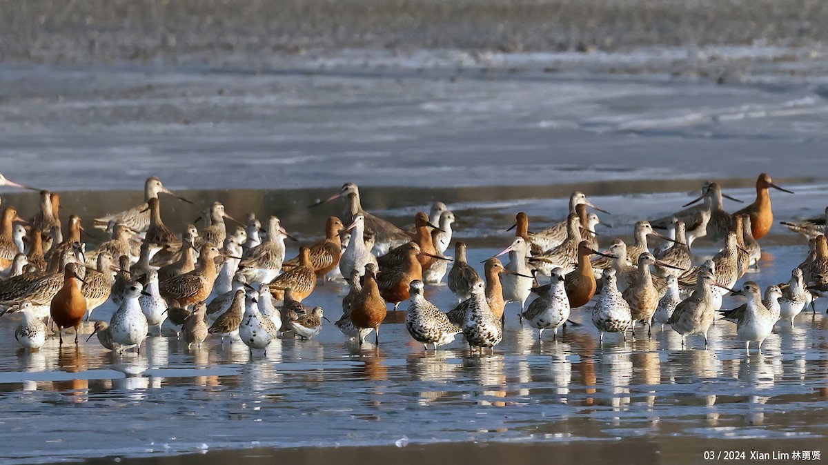 Black-bellied Plover - ML617468136