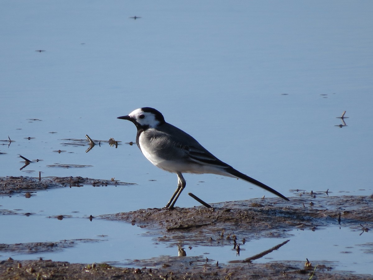 White Wagtail - ML617468216