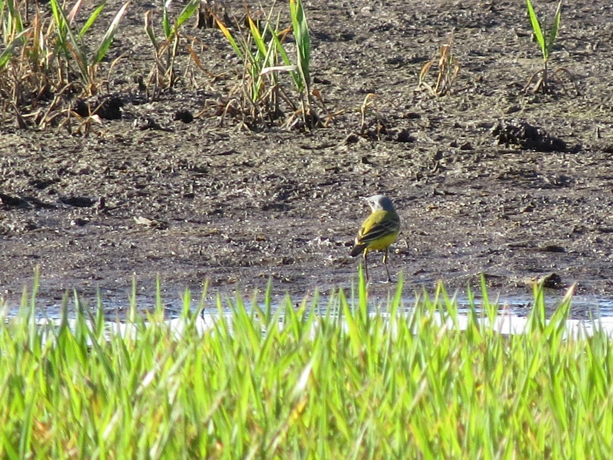 Western Yellow Wagtail - ML617468226