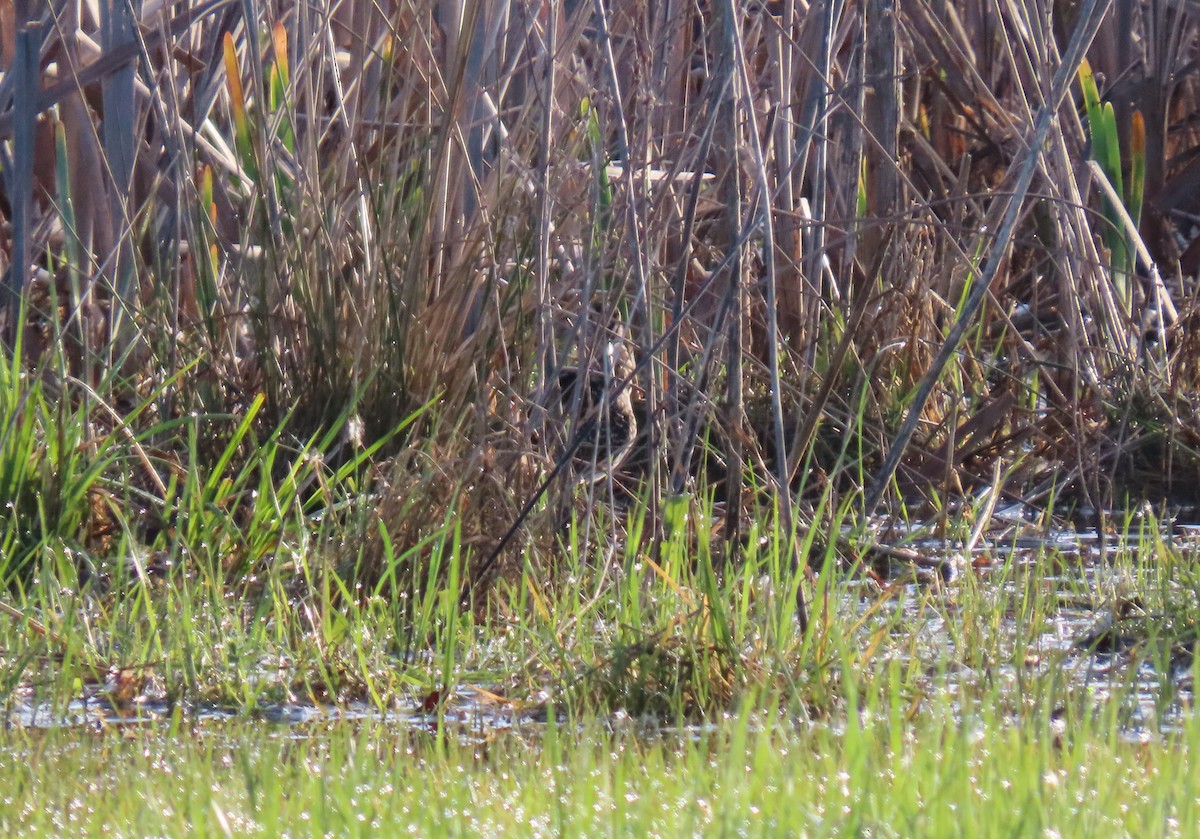 Wilson's Snipe - ML617468272