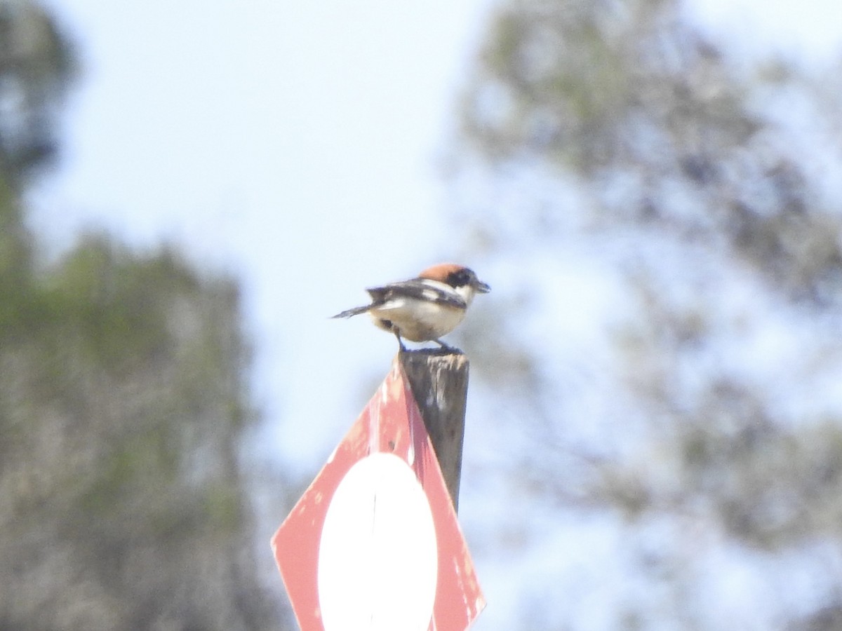 Woodchat Shrike - ML617468276