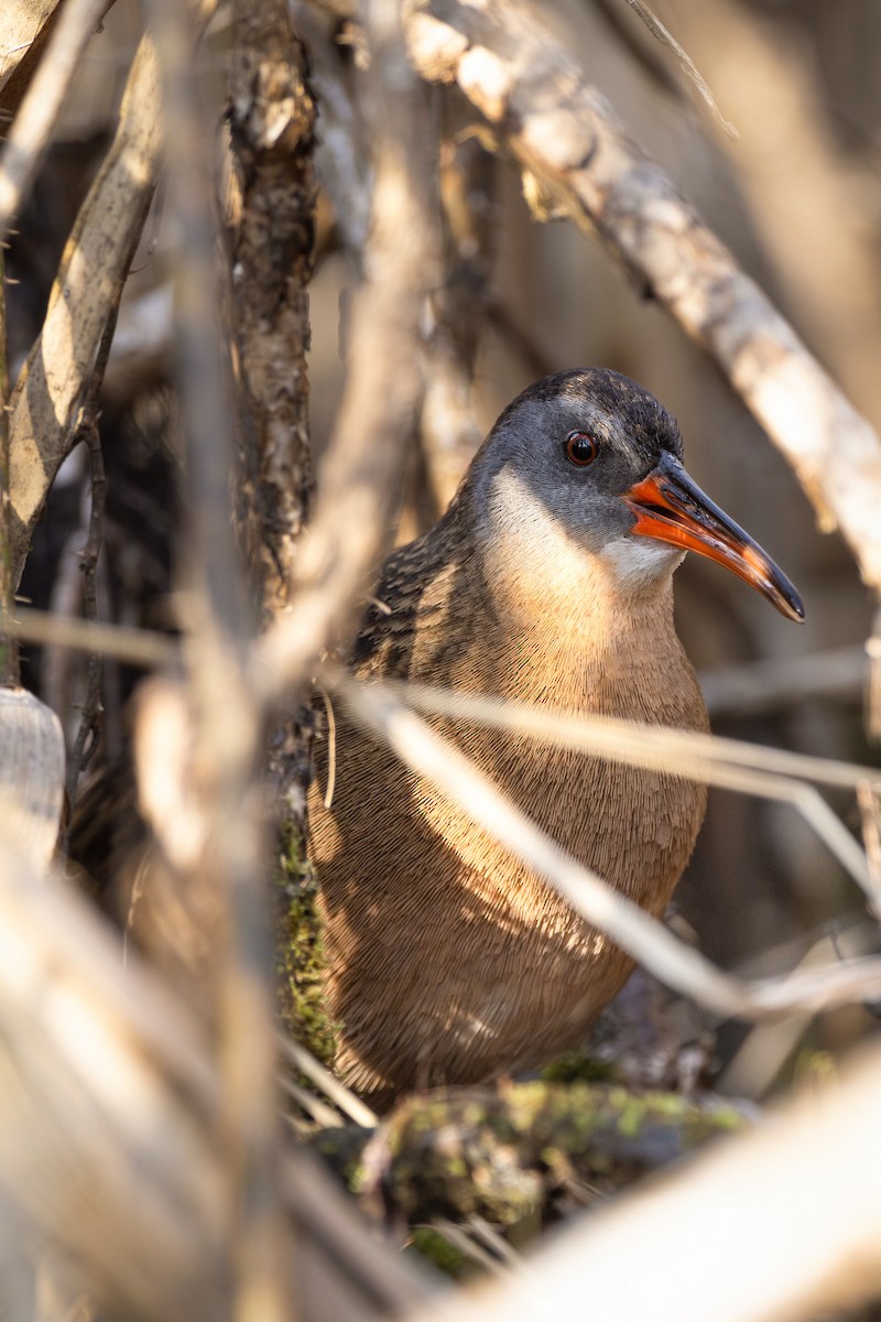 Uroilanda virginiarra - ML617468282