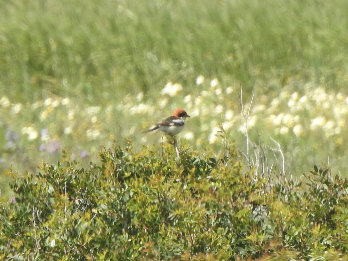 Woodchat Shrike - Dan Stoker