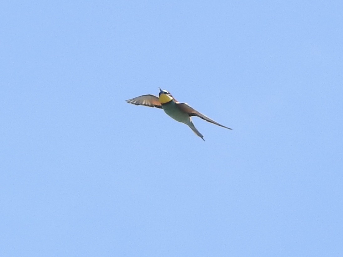 European Bee-eater - Dan Stoker